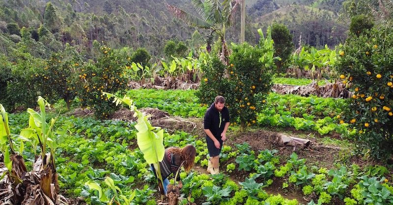 Agroforestry Carbon, que desenvolve projetos de "agroflorestas" junto a pequenos agricultores, planeja receber R$ 1,6 milhão com aportes