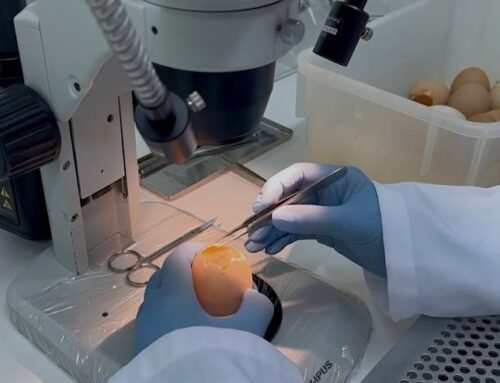 Tecnologia desenvolvida na UFSC simula gripe aviária em laboratório e pode evitar perdas bilionárias na avicultura